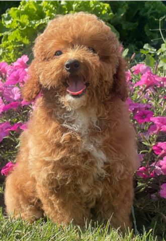 PuppySpot  background image